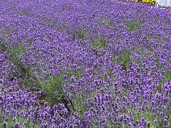 夏の北海道花の旅　１日目　富良野でラベンダー