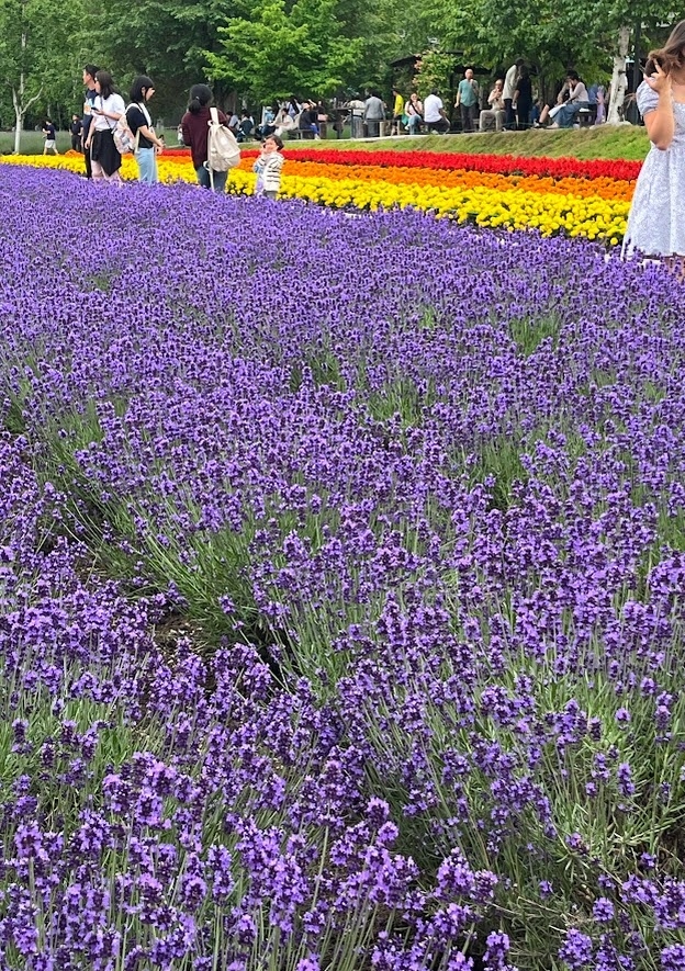 7月7日~7月10日 <br />北海道花の旅<br />富良野 帯広 札幌を回る3泊4日の旅<br /><br />1日目(7月7日) 富良野でラベンダー<br /><br />羽田から帯広に向かいます<br />JAL羽田発7:45 帯広着9:25<br /><br />帯広空港<br />↓<br />北星山公園ラベンダー<br />↓<br />ファーム富田ラベンダー園<br />↓<br />ラベンダーイースト<br />↓<br />カンパーナ六花亭<br />↓<br />ホテル