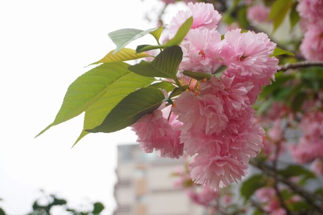 東京メトロの1日券(24時間券)を利用して、東京散歩をしてみました。<br />画像は、八重桜@慈眼寺にてです。<br /><br />「中野」な散歩記。<br /><br />関東散歩記~2024 東京・中野区編~「東京メトロ/中野坂上駅」<br />https://4travel.jp/travelogue/11893763<br /><br /><br />東京まとめ旅行記。<br /><br />My Favorite 東京 VOL.3<br />https://4travel.jp/travelogue/11906811<br /><br />My Favorite 東京 VOL.2<br />https://4travel.jp/travelogue/11762034<br /><br />My Favorite 東京 VOL.1<br />https://4travel.jp/travelogue/11335616