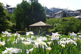 馬場花木園散歩　６月の花（３８種）２０２４年