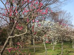 ２０２３年３月　京都３日目　その１　梅小路公園で梅と菜の花を見ました。