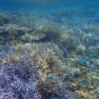 リベンジ　梅雨明けの西表島2024　5日目最終日