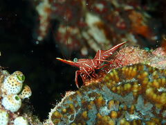 リゾートダイバーは阿嘉島で潜る