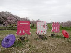 桜らんまん、東北４県の旅（２）岩手・北上展勝地