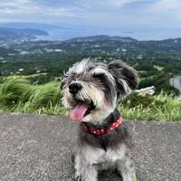 犬旅～静岡～