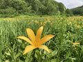 ニッコウキスゲのお花畑へ♪