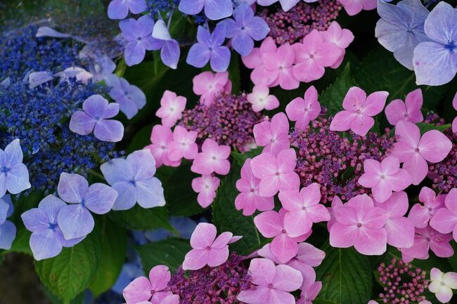 ７月初旬に行く予定であった八甲田の蔦温泉。しかし、直前になって仕事が入り、急遽中止となった。宿は取り消したが、JRの指定券は別の日に変更することにした。宿を探してみると、７月下旬の蔵王温泉の宿が取れたので、指定券の区間を山形駅へと変更。夏休みの一回目は、蔵王温泉への湯旅となった。<br /><br />（2024.07.23投稿）