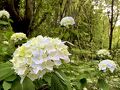 2021.6 .24 くさか園地紫陽花