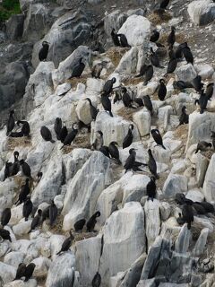 猫探し【北海道】初夏の礼文島レンタカーで一周 編