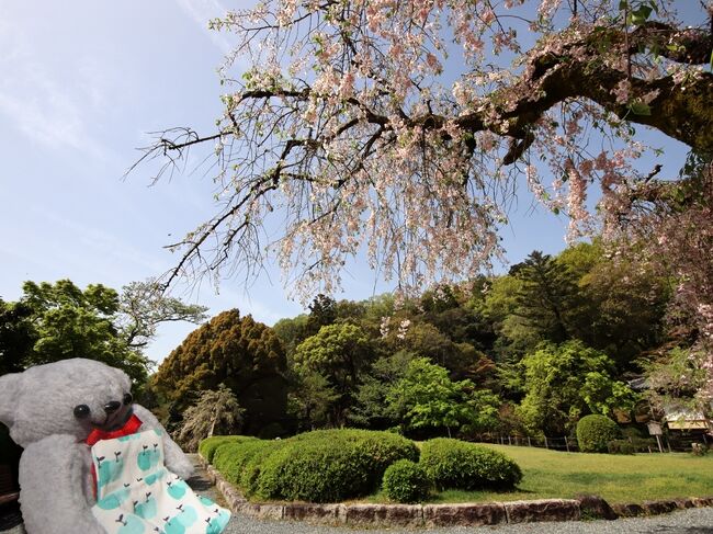 2024年4月14日から17日まで、京都と姫路を旅してきました。<br />旅行4日目。最終日です。<br />午後には姫路を出て伊丹空港へ向かうため、観光できるのは午前中のみ。そんな駆け足での観光は、時間配分や道を間違えるなどポカミスが続き、慌ただしい最終日となりました…。