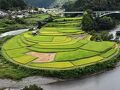 黄金色に色づく「あらぎ島の棚田」～有田川の蛇行と浸食でできた農山村景観～（和歌山）