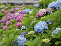春日緑地で紫陽花を見た