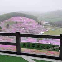 ２０２４年５月、雨の芝桜