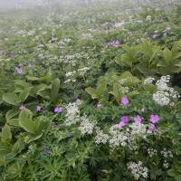 2024 夏の白山 幽玄花歩き