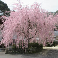 ２０２３年３月　山口県・岩国市　錦帯橋周辺で桜を見ました。枝垂れ桜も咲いていました。