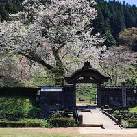 一乗谷朝倉氏遺跡と永平寺／桜満開の北陸の旅②