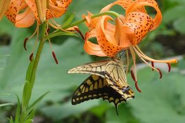 馬場花木園散歩　７月の花（３１種）２０２４年