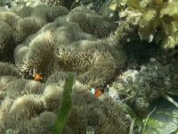 2024 お盆休みは何もなくても豊かな島カオハガン島のちマクタン島(フィリピン)4泊6日　3