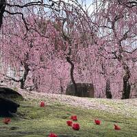 ２０２４年２月　一人時々二人な京都旅♪城南宮＆北野天満宮で梅を愛で～辰年のパワースポット「瀧尾神社」へ＠ANAクラウンプラザホテル京都