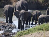 2024タンザニア④セレンゲティ国立公園＠Ngorongoro Rhino Lodge