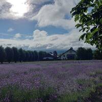 富良野のラベンダー畑へ行ってきました