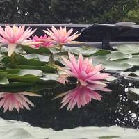 夏の滋賀県1日目　睡蓮と蓮