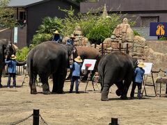 夏の大家族旅行　その２　市原ぞうの国　サユリワールド