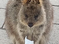 絶滅危惧種クオッカに会いに　パース オーストラリアでの避暑Part3 