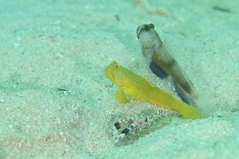 新しいカメラを初めて水中で使う水中撮影練習旅行！後半