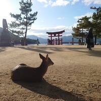 橋と鳥居とうさぎ島　2月の山口・広島2泊3日旅行（1日目後半から2日目前半：宮島編）