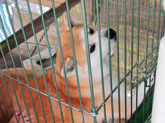 秋田犬