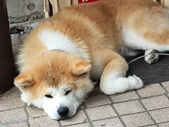 角館武家屋敷