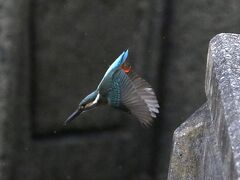旭川水系で翡翠メインでバードウォッチング