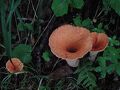 目指せ、国内3000m級22峰踏破＜10＞ 2011年7月 北岳～間ノ岳～農鳥岳 (9) "間ノ岳"～"濃鳥岳"～"大門沢小屋"。毒キノコ？
