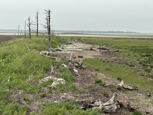 帯広、釧路を拠点に４０年ぶりに道東の最果ての半島、野付半島に行ってきました。海に突き出た細い釣り針のような砂嘴の地形。両側を海に挟まれた砂浜の真ん中を１０㎞以上も続く道路。夏の花の咲く草原を歩くと塩害で立ち枯れたトド松の木が白骨のようにならぶトドワラの不思議な風景。４０年前もかなり木は減っていましたが、今回行ってみてもうほとんど残っていませんでした。枯れ木は流され、残っていたトド松も地盤沈下で塩害で立ち枯れ、ますます寂寥感の増した風景になっていました。野付半島ではまだ残った森の地域がやはり地盤沈下などで立ち枯れはじめ、新しい名所になりそうです。いまは現地のツアーでしか行くことはできないようですが。