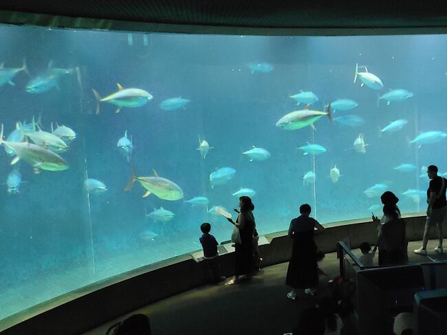 2024年9月、3歳児の孫と葛西臨海水族園に行って来ました。列島を直撃した台風10号の影響が、関東についてはそれほどでもなかったので出かけてきました。1989年に開業した葛西臨海水族園は、独身時代も含め子供が小さかったころなど、何度も訪れている思い出深い場所でした。ただ最近は訪れておらず、20数年ぶりの訪問となりました。 <br /><br />以前訪れていた頃は時代の先端を走る水族館のイメージが強かったのですが、最近の水族館と比較すると設備の老朽化による陳腐化は否めない感じでした。(大規模改修の予定はあるようですが)とはいえ、孫は喜んでくれたようなので連れて行った甲斐があって良かったです。