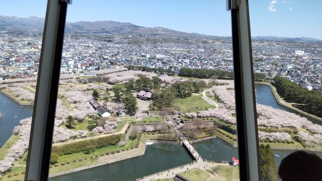 JRで函館の桜を見に行きました、五稜郭の桜は綺麗でした。