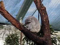 シドニー4泊6日の旅　5日目