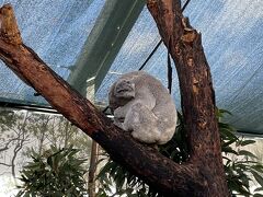 シドニー4泊6日の旅　5日目
