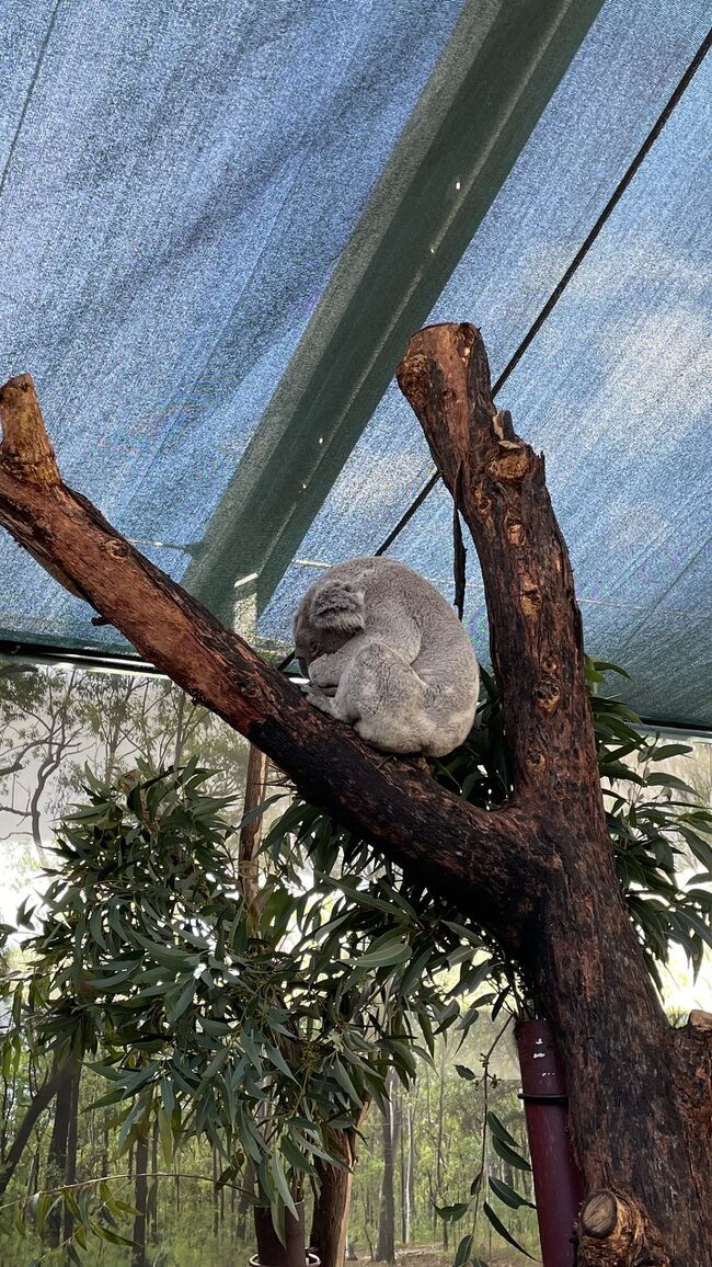 シドニー4泊6日の旅　5日目