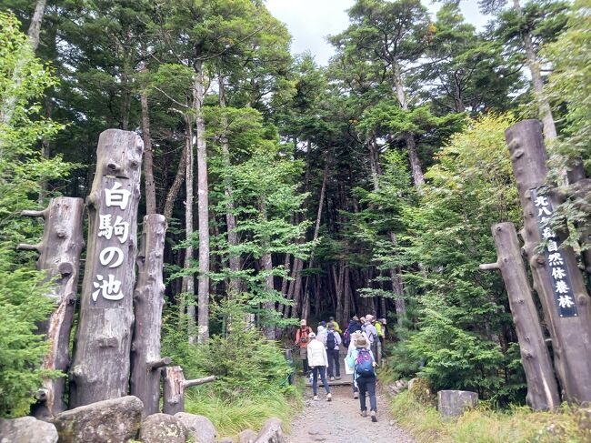 旅行社から大量のDMが来る中で白駒の池を見つけて参加しました。ん十年前に大型バイクで通った時に素晴らしい紅葉を見たことを思い出し行く気になりました。５年前は駐車場待ちで大渋滞なので諦めた経験も有ります。バスでのんびりと思ったけど往復が凄い渋滞でした。白駒の池は涼しかったです。