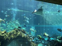 子連れバリ④ 水族館レストラン