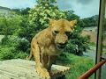 2024夏【横浜 東京】2泊3日③多摩動物公園