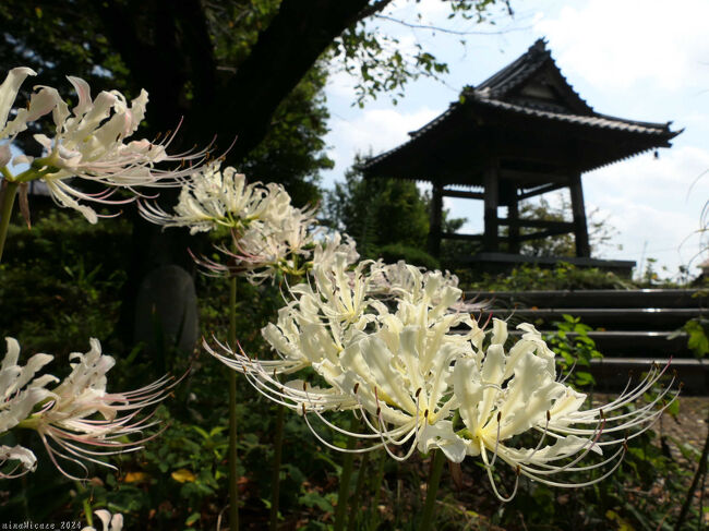 「常楽寺」の彼岸花_2024(2)_白い花は咲き続け、赤と黄色が咲き始めてました（太田市）