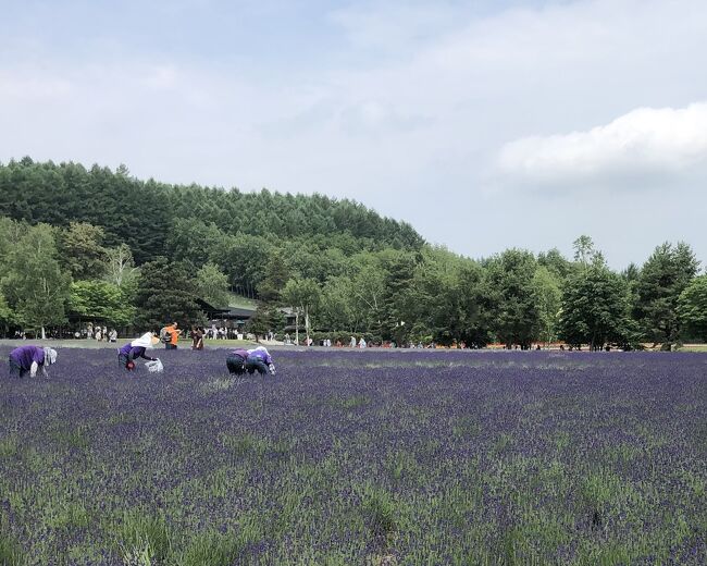今年は6月の北海道に行きました<br />ラベンダーのシーズンにはちょっと早いと分かってはいるものの、色々と都合もあるので行ける時に行っとかないと!<br />航空券+ホテル フリーの3泊4日の旅です<br /><br />旅行2日目は札幌発の日帰りバスツアー<br />〝富良野お花畑鑑賞と美瑛青い池&ニングルテラスを散策〟に参加<br />満開のお花畑にはまだまだですが、6月中旬から下旬にかけてはこの位だったと記録しておきます<br /><br /><br />