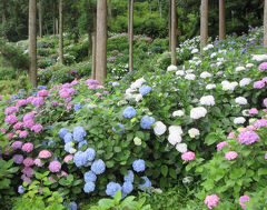 ２０２３年６月　　フォトジェニック福岡　その３　千光寺で紫陽花を見ました。道の駅くるめで買い物