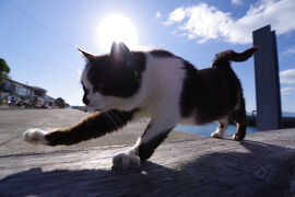 『猫島』の湯島と『産業革命遺産』の三角西港と熊本観光