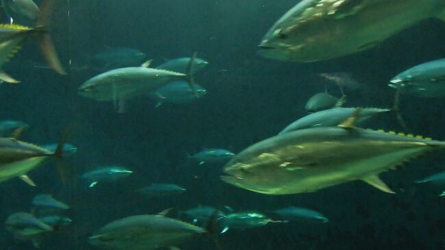 葛西臨海水族園の入園料(700円)が無料になる日は、みどりの日(5月4日)、都民の日(10月1日)、開園記念日(10月10日)だが、見物客が少ない平日に行けるのは「老人(60歳以上の方)週間」期間中だけです。老人の特典を利用して園内を見学した<br />葛西臨海公園駅から徒歩で<br />葛西臨海公園正門 → 水の広場 → チケット売場 → 空の広場へ<br />葛西臨海水族園 ガラスドームから入場<br />エスカレーターで2Fへ降り 水槽「サンゴ礁の海」<br />階段で1Fへ降り → 水槽「世界の海」<br />反対側へ回り 水槽「アクアシアター」でクロマグロ を観賞<br />「渚の生物」の廊下を進み<br />屋外の「ペンギンプール」へ<br />屋内の水槽「東京の海」に戻り<br />水槽「海鳥のプール」で 餌やりを見た<br />2Fへ上がり 水槽「サンゴ礁の海」の掃除を見て<br />エスカレーターで3Fへ上がり屋外へ出た<br />おべんとう広場→淡水生物館へと<br />「水辺の自然」を散策<br />淡水生物館2 水槽「渓流」を見た後<br />葛西臨海公園正門から退出<br />展望レストハウス クリスタルビューで眺めを楽しみ<br />葛西臨海公園駅に戻った