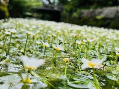 透き通る川と梅花藻の可愛らしさ♪そして西新井大師の風鈴まつり♪