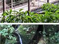 屋久島の旅行記